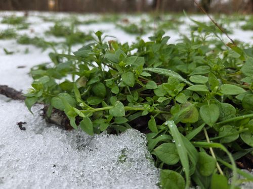 Vogelmiere im Schnee