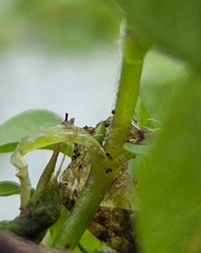 Haare nur einseitig, hier links