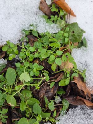 Vogelmiere im Schnee