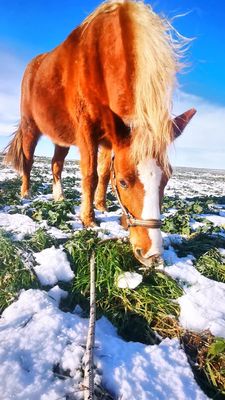 Pony bei der Kräutersuche