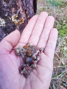 Fichte Harz Fichtenharz