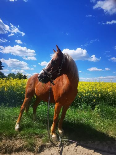 Pferd und Raps