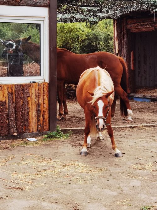 Pferd Sediert
