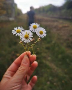 Heilen, Heilkräuter, Seele heilen